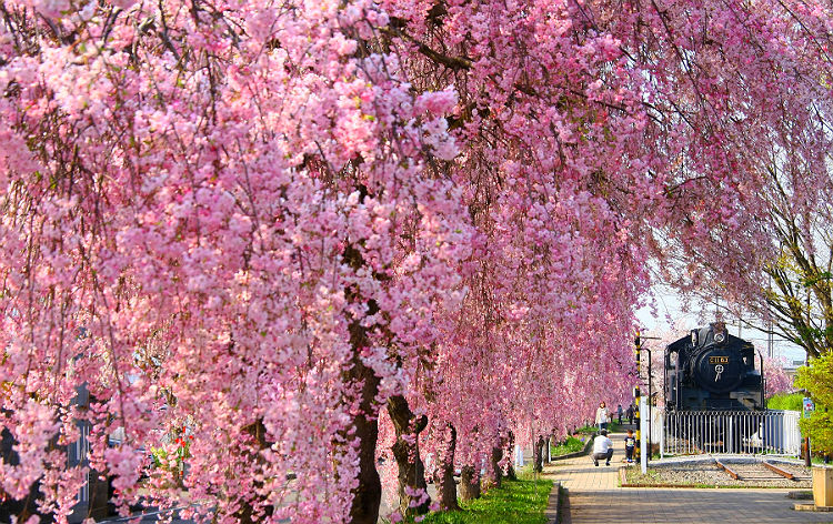 日中線のしだれ桜（イメージ）画像提供：喜多方観光物産協会