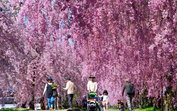 日中線のしだれ桜（イメージ）画像提供：喜多方観光物産協会