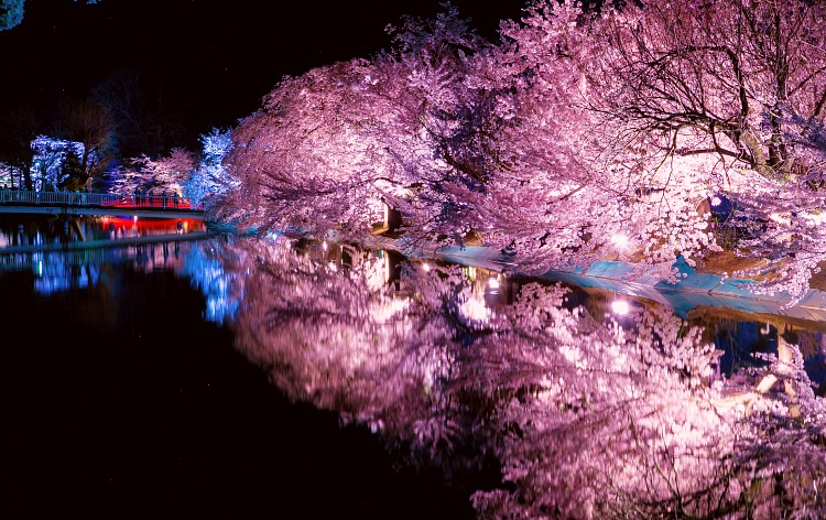 臥竜公園　夜桜（イメージ）