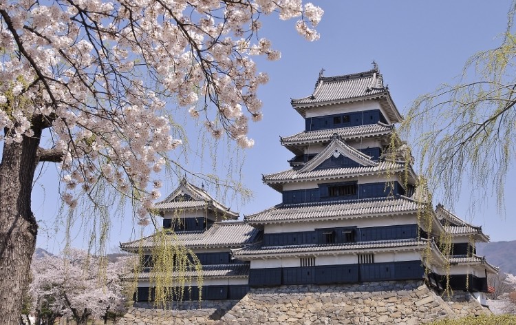 松本城の桜（イメージ）
