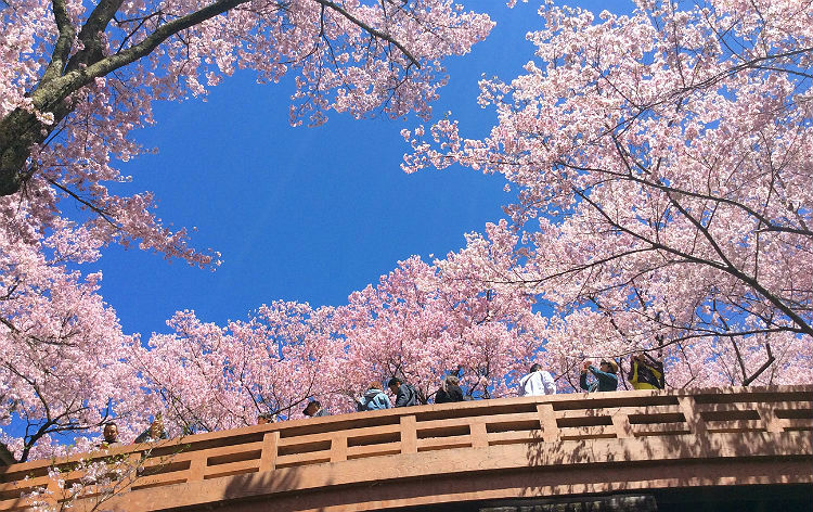 高遠城址公園の桜（イメージ）写真提供：伊那市観光協会