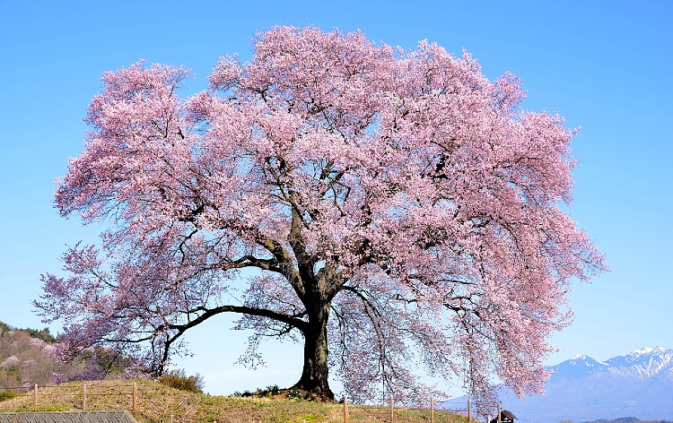 わに塚の桜（イメージ）