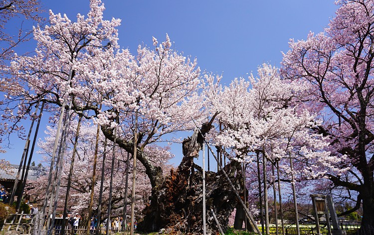 山高神代桜（イメージ）提供：北杜市観光協会