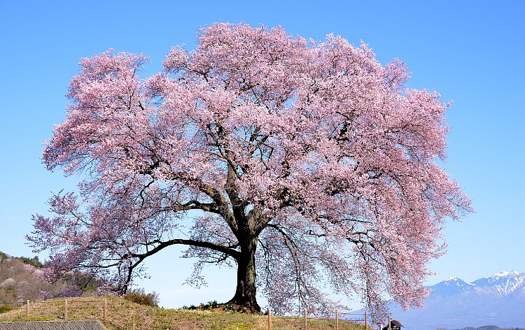 わに塚の桜（イメージ）