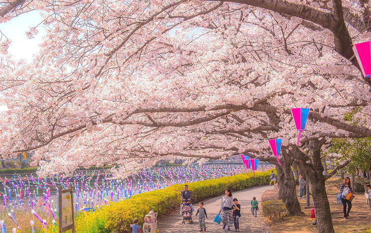 鶴生田川の桜とこいのぼり（イメージ）