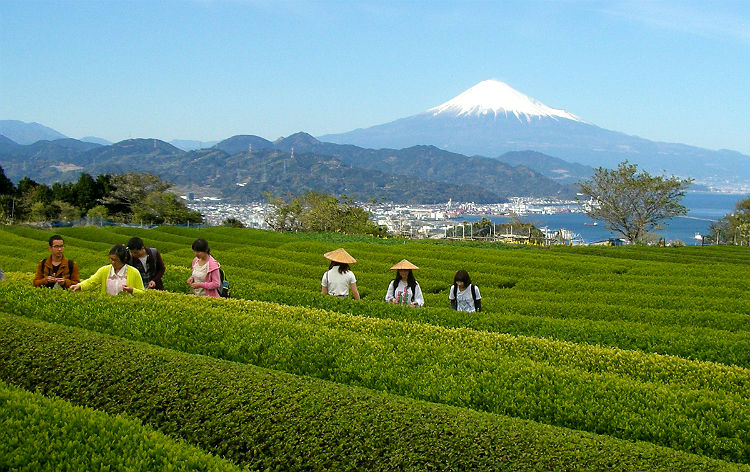 富士山を眺めながら茶摘み体験（イメージ）