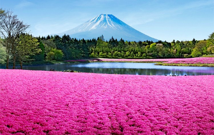 富士芝桜まつり（イメージ）