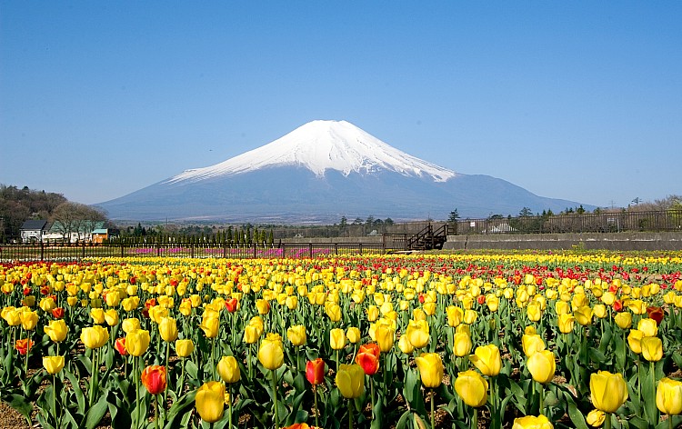 山中湖花の都公園（イメージ）