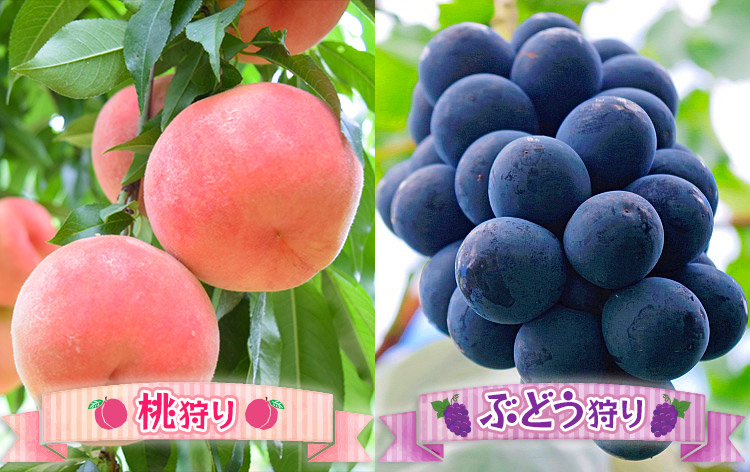 旬のフルーツ食べ放題/桃・巨峰（イメージ）