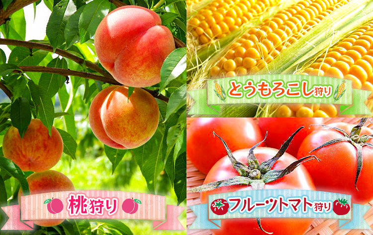 桃狩り＆夏野菜収穫体験（イメージ）