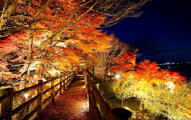 「夕焼けの渚 紅葉まつり」※tubakurokuni（イメージ）