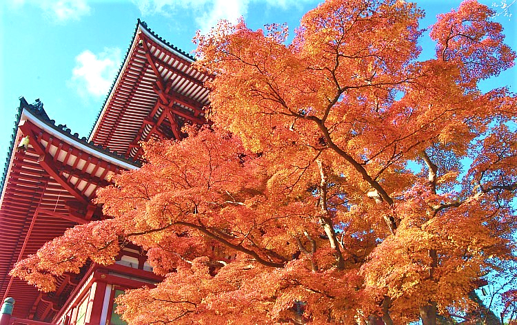 成田山新勝寺（イメージ）