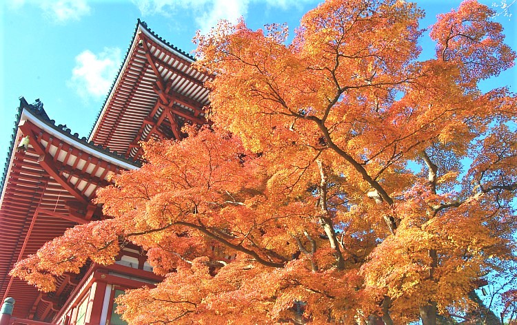 成田山新勝寺（イメージ）