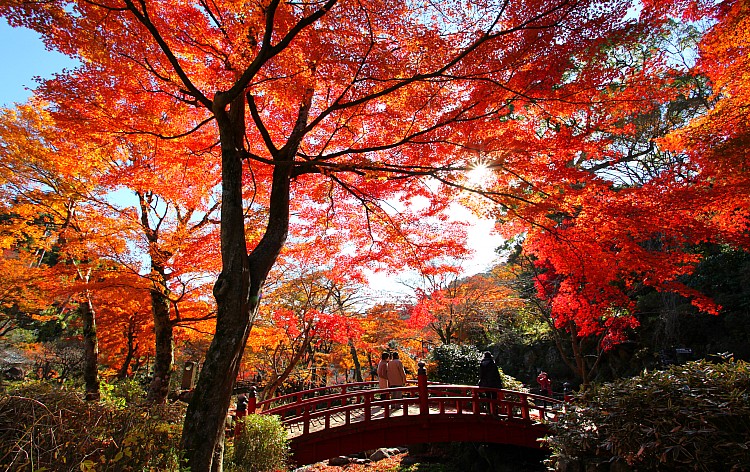 熱海梅園（イメージ）