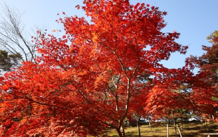 月の石もみじ公園（イメージ）