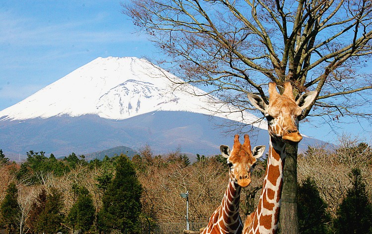 富士サファリパーク（イメージ）