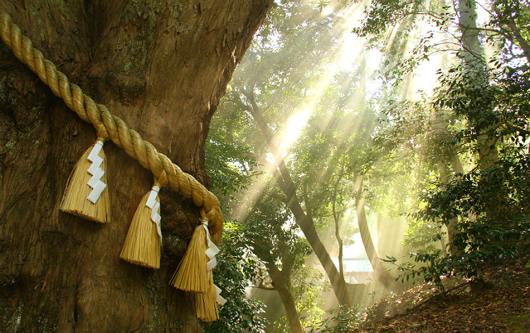 安房神社（イメージ）