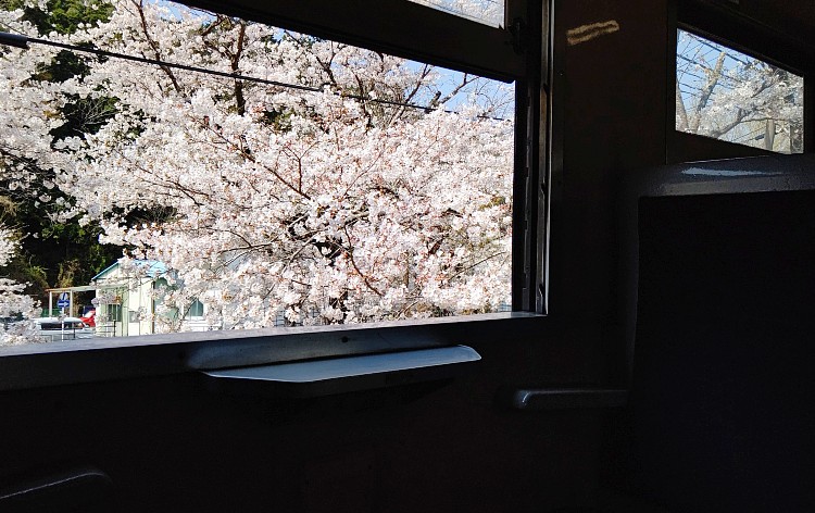 SL列車車内からの桜（イメージ）