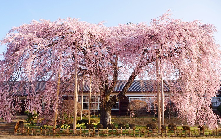 校舎前枝垂れ桜(イメージ）