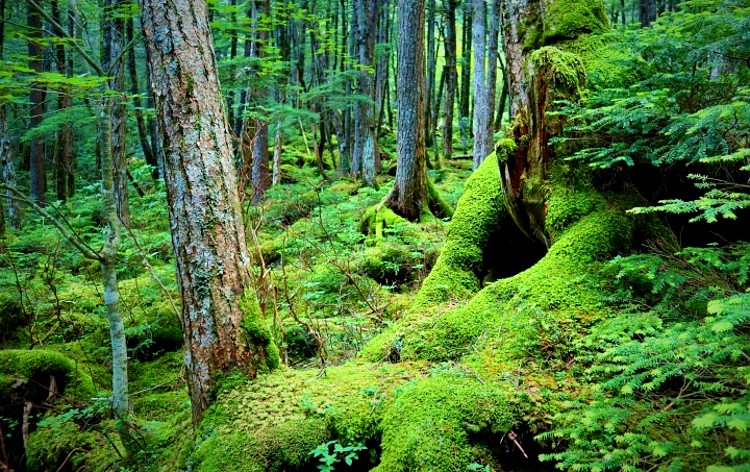 白駒池の神秘的な苔の森（イメージ）