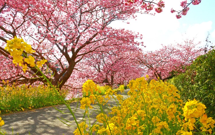 みなみの桜と菜の花まつり（イメージ）