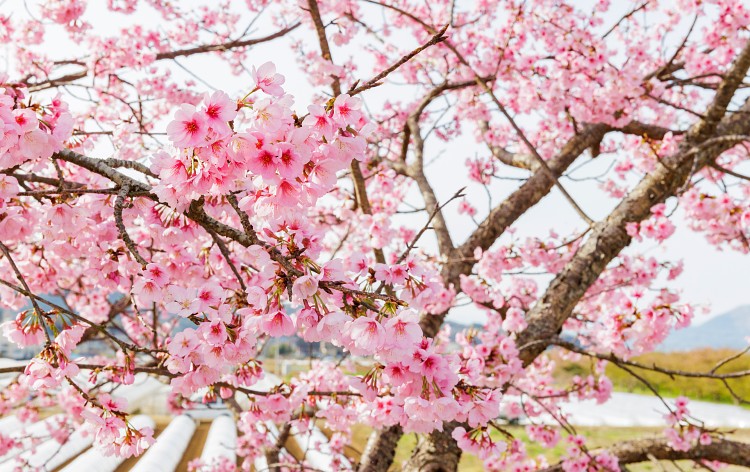 かんなみの桜まつり（イメージ）写真提供:静岡県観光協会