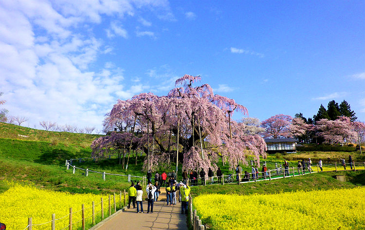 三春滝桜（イメージ）