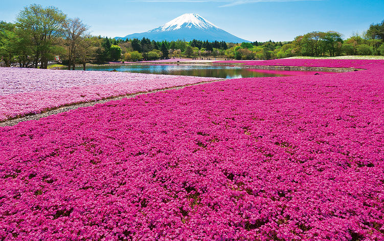 富士芝桜まつり（イメージ）