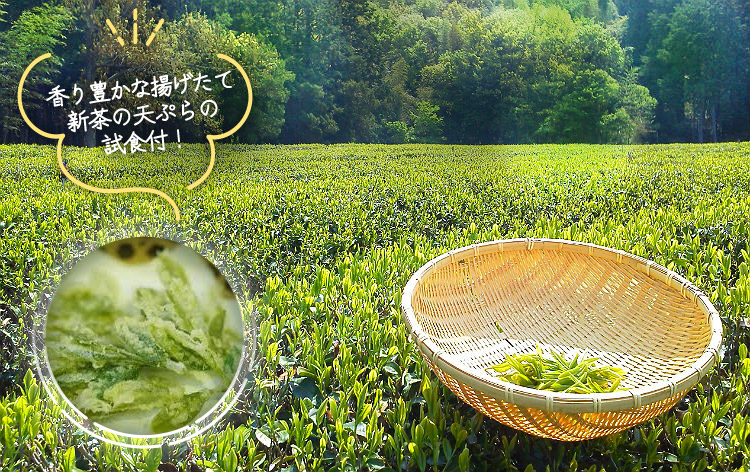 新茶摘み体験＆揚げたて新茶の天ぷら試食（イメージ）
