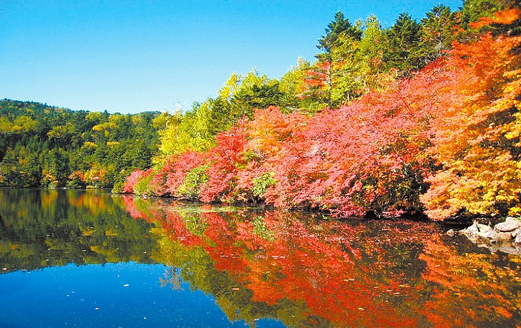 白駒の池／9月下旬～10月中旬（イメージ）