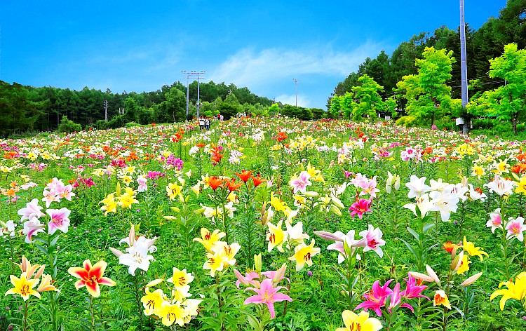 ユリ（イメージ）※7月上旬～8月中旬