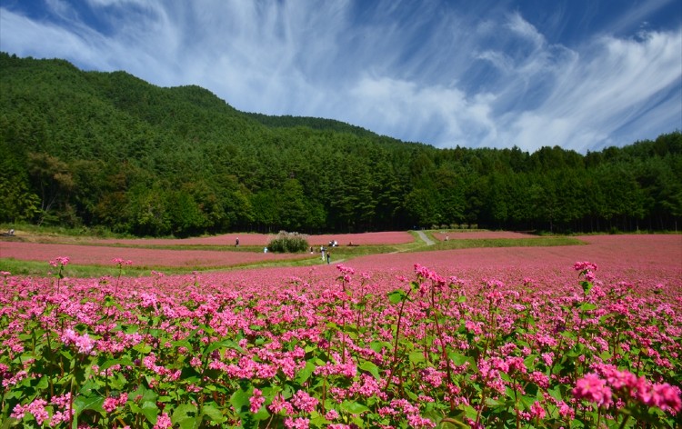 赤そばの里／写真提供：箕輪観光協会（イメージ）