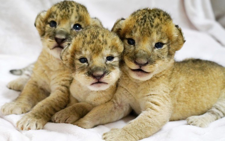 ライオンの赤ちゃん（イメージ）