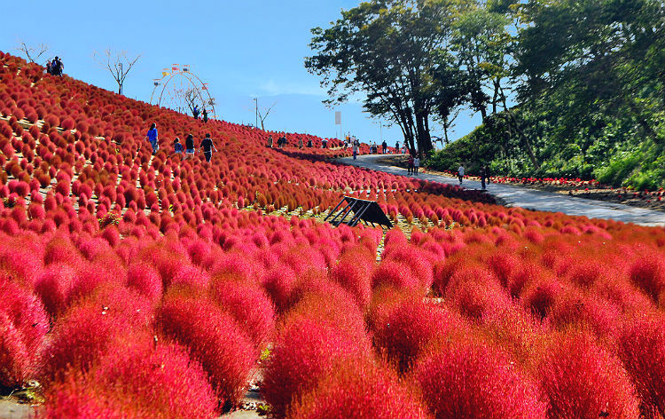 東京ドイツ村 コキア_10月上旬（イメージ）