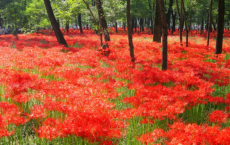 巾着田の曼殊沙華（イメージ）