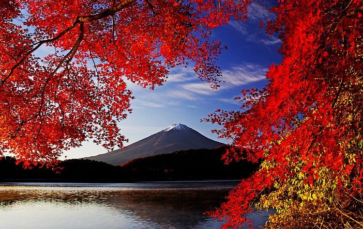 河口湖畔を彩る紅葉（イメージ）