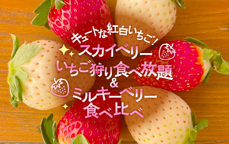 「スカイベリー」いちご狩り食べ放題＆ミルキーベリー食べ比べ（イメージ）