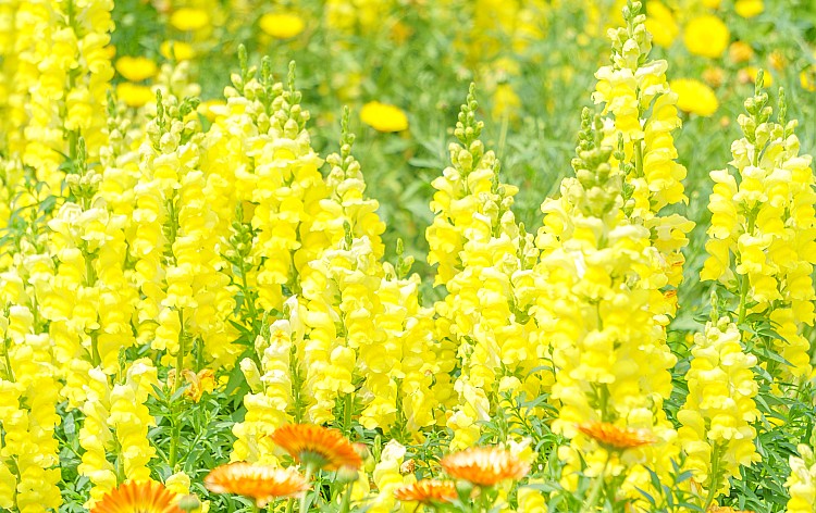 お花摘み体験（イメージ）※お花の種類は一例