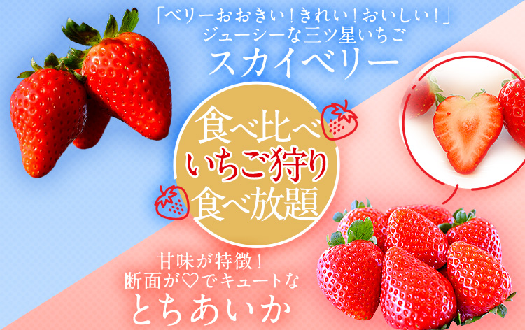 「スカイベリー」＆「とちあいか」いちご狩り食べ放題（イメージ）