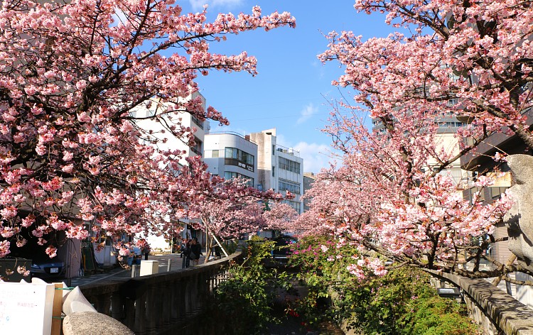 あたみ桜／糸川遊歩道（イメージ）