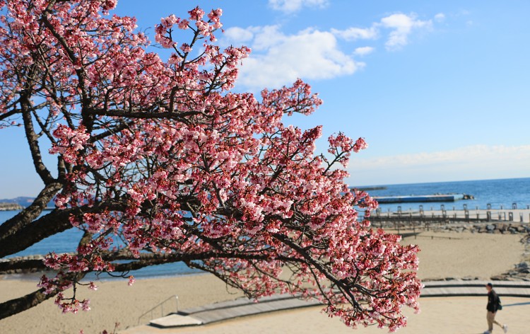 あたみ桜／熱海サンビーチ（イメージ）