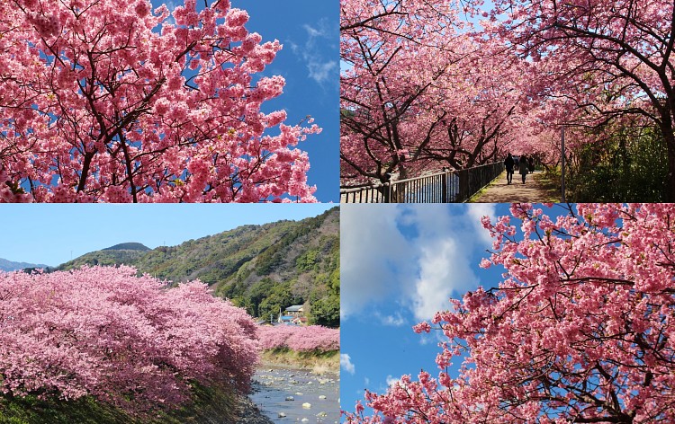 河津桜まつり（イメージ）※企画担当者撮影