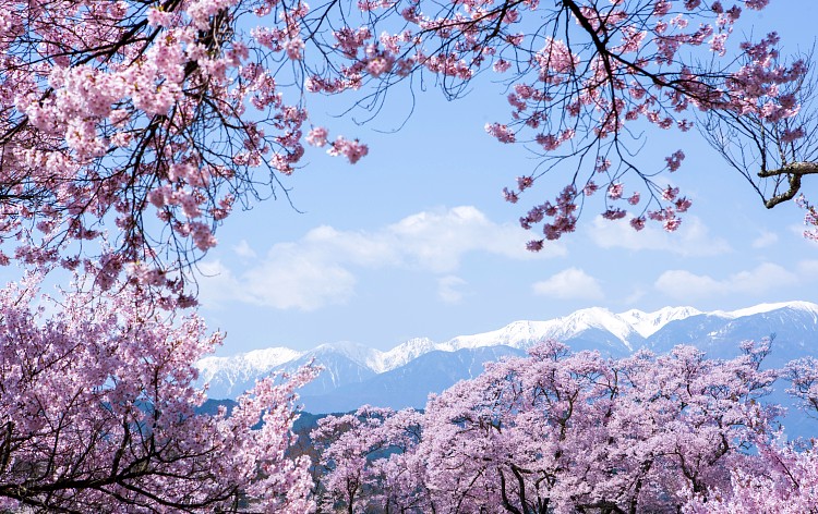 高遠城址公園（イメージ）