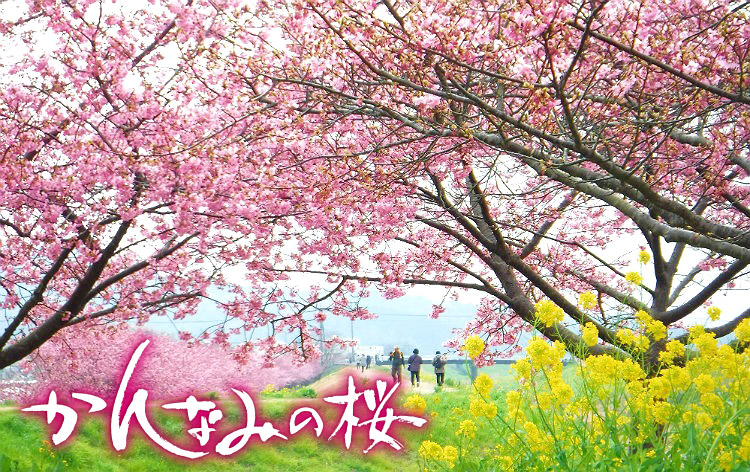 かんなみの桜まつり（イメージ）