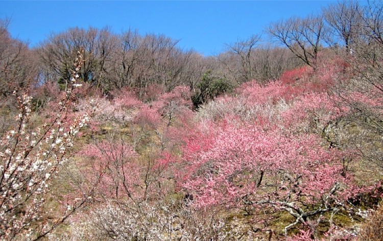 筑波山梅林（イメージ）