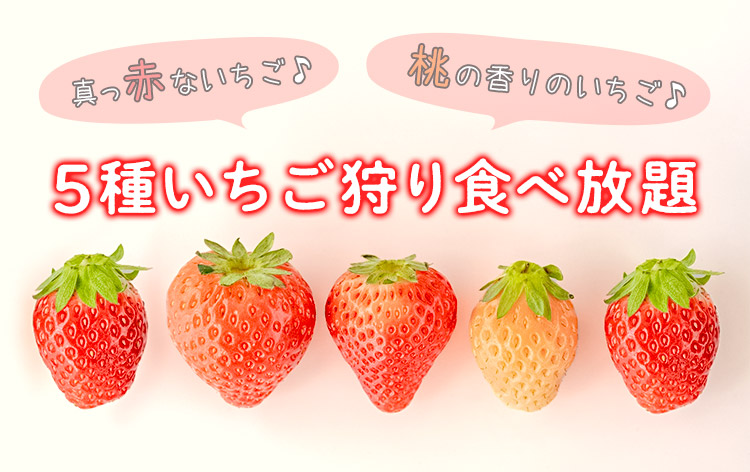 赤や桃♪5種いちご狩り食べ放題（イメージ）