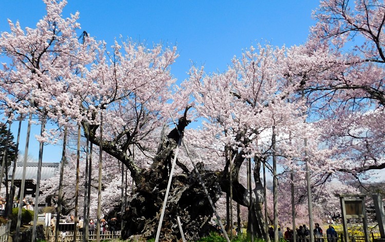 山高神代桜（イメージ）提供：北杜市観光協会