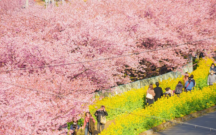 三浦海岸桜まつり（イメージ）