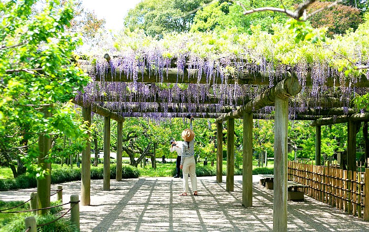 水戸偕楽園 藤棚（イメージ）