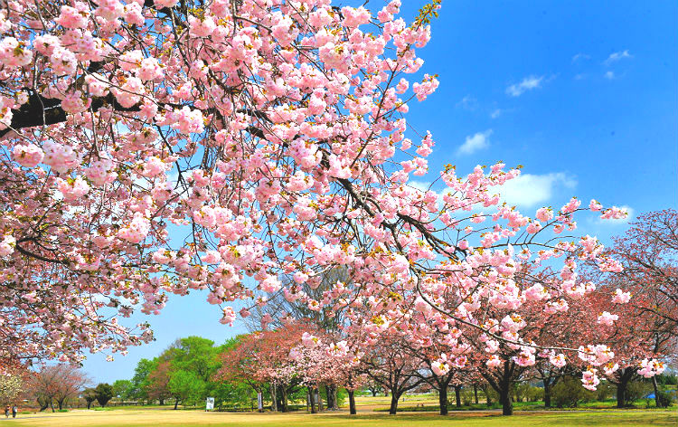 天平の丘公園「天平の花まつり」（イメージ）